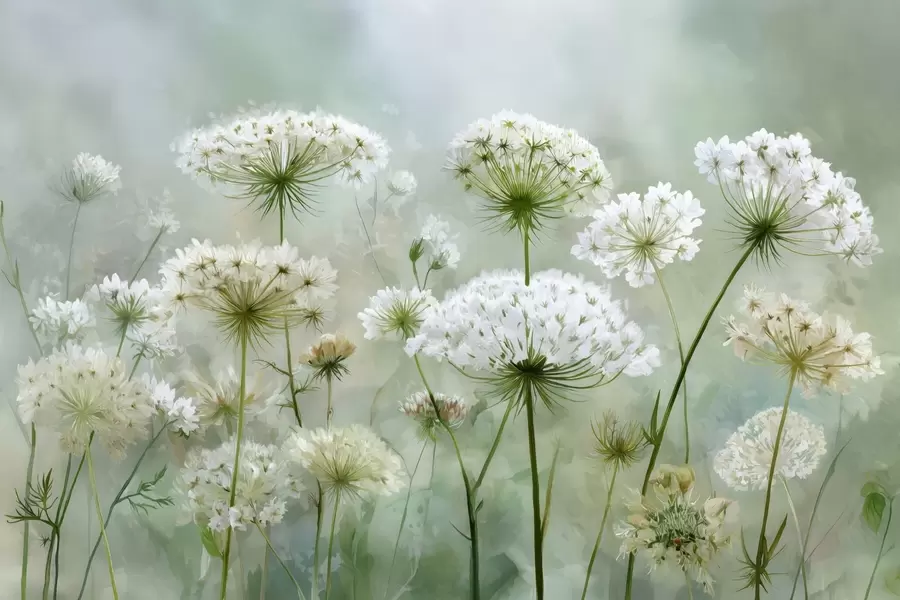 Шпалери ніжні білі польові квіти королеви Анни, в мальовничому стилі, зелені тони w04313