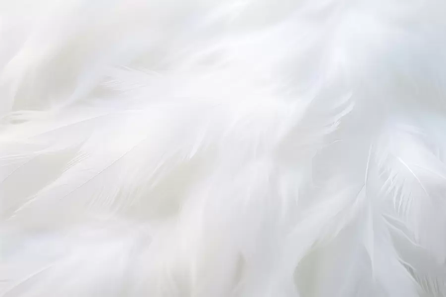 Шпалери М'які білі пір'я, легка текстура w04442