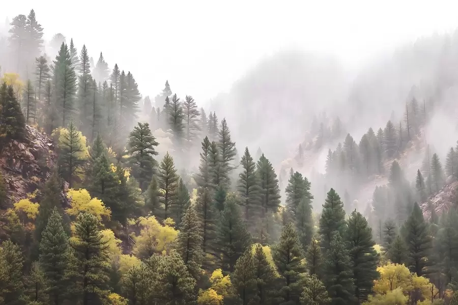 Шпалери Атмосферний туманний сосновий ліс в горах w09463